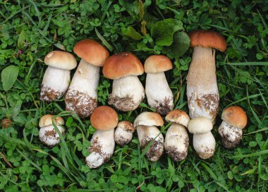 Taze porcini mantar çimenlerin üzerinde  