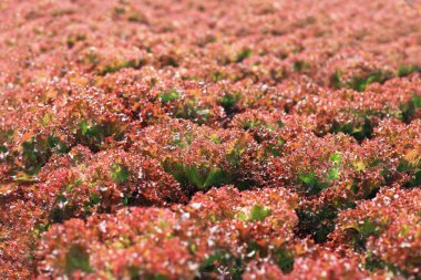 Doku kırmızı marul yaprakları 