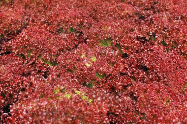 Doku kırmızı marul yaprakları 