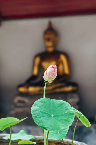タイの修道院での蓮の花 — ストック写真
