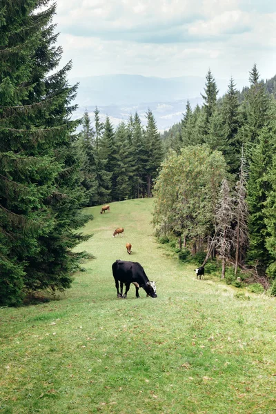 Troupeau de vaches broutant sur la prairie — Photo