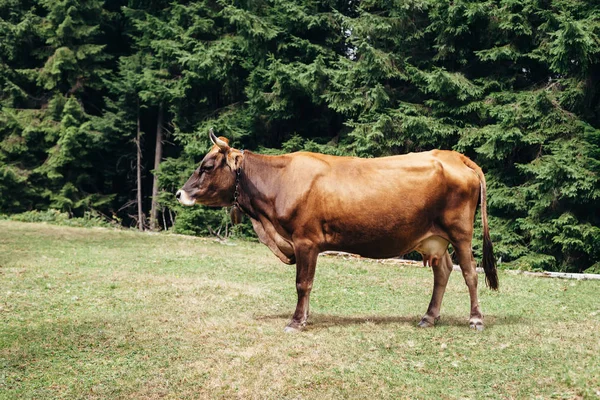 Brązowe krowy na łące — Zdjęcie stockowe