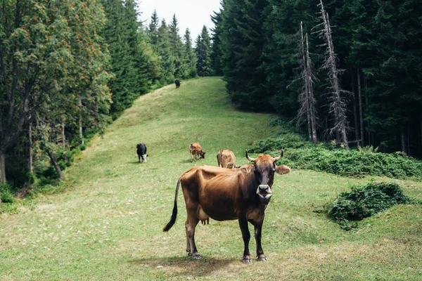 Manada de vacas pastando en el prado —  Fotos de Stock