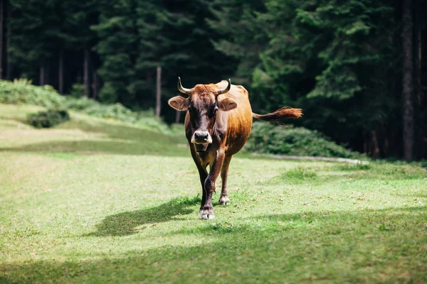 Brązowe krowy na łące — Zdjęcie stockowe