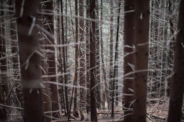 Mystérieuse forêt de pins — Photo