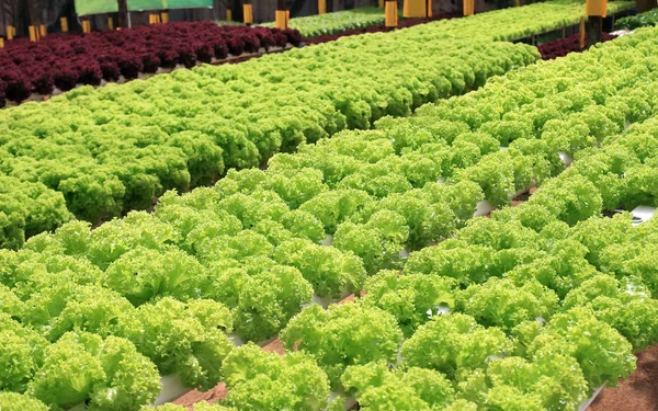 Azienda agricola per la coltivazione di lattuga biologica — Foto Stock