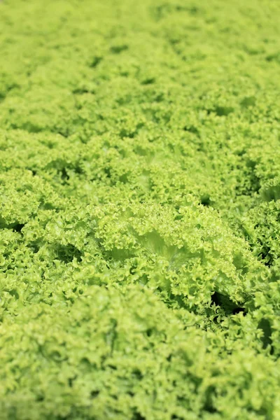 Textura de ensalada verde —  Fotos de Stock