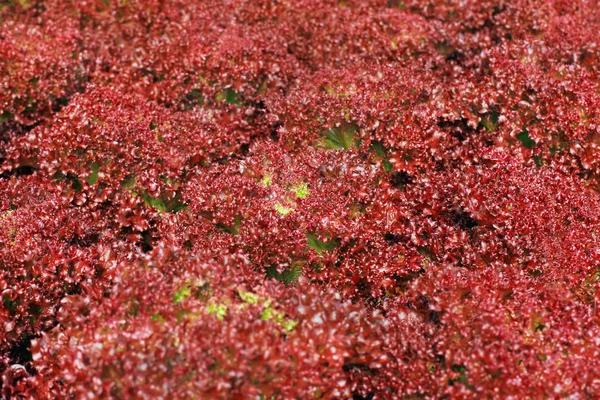 Red lettuce leaves texture — Stock Photo, Image