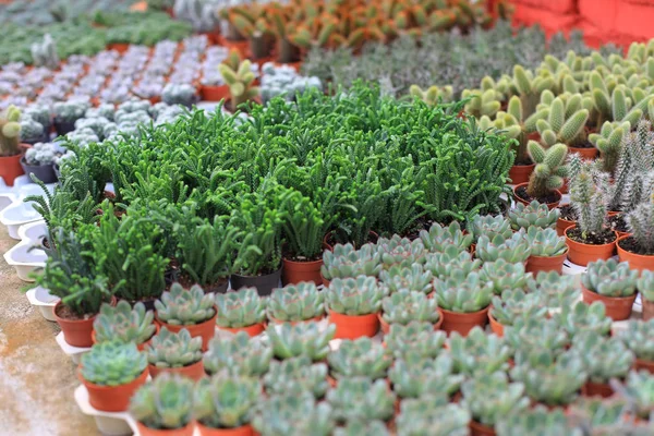 植木鉢に小さな花の行 — ストック写真