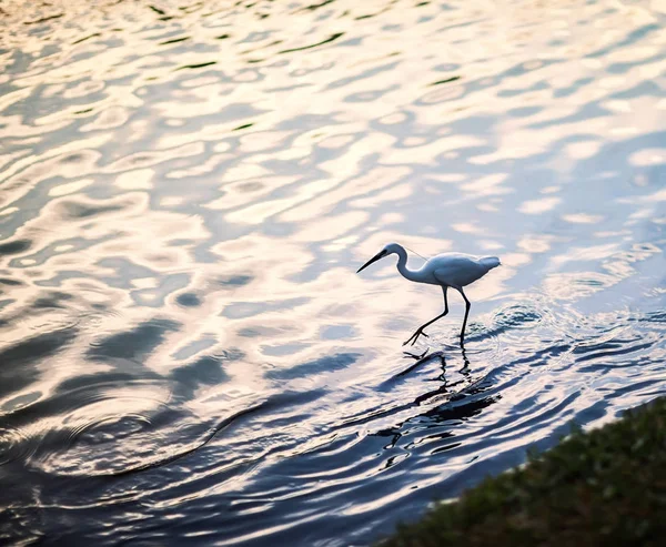 Airone bianco nel lago durante il tramonto — Foto Stock
