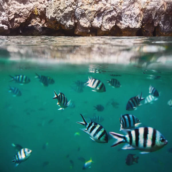 Риби в тропічному океані і скелях — стокове фото