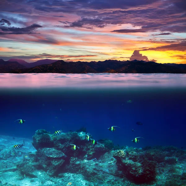 Peces en el océano tropical durante el hermoso atardecer —  Fotos de Stock