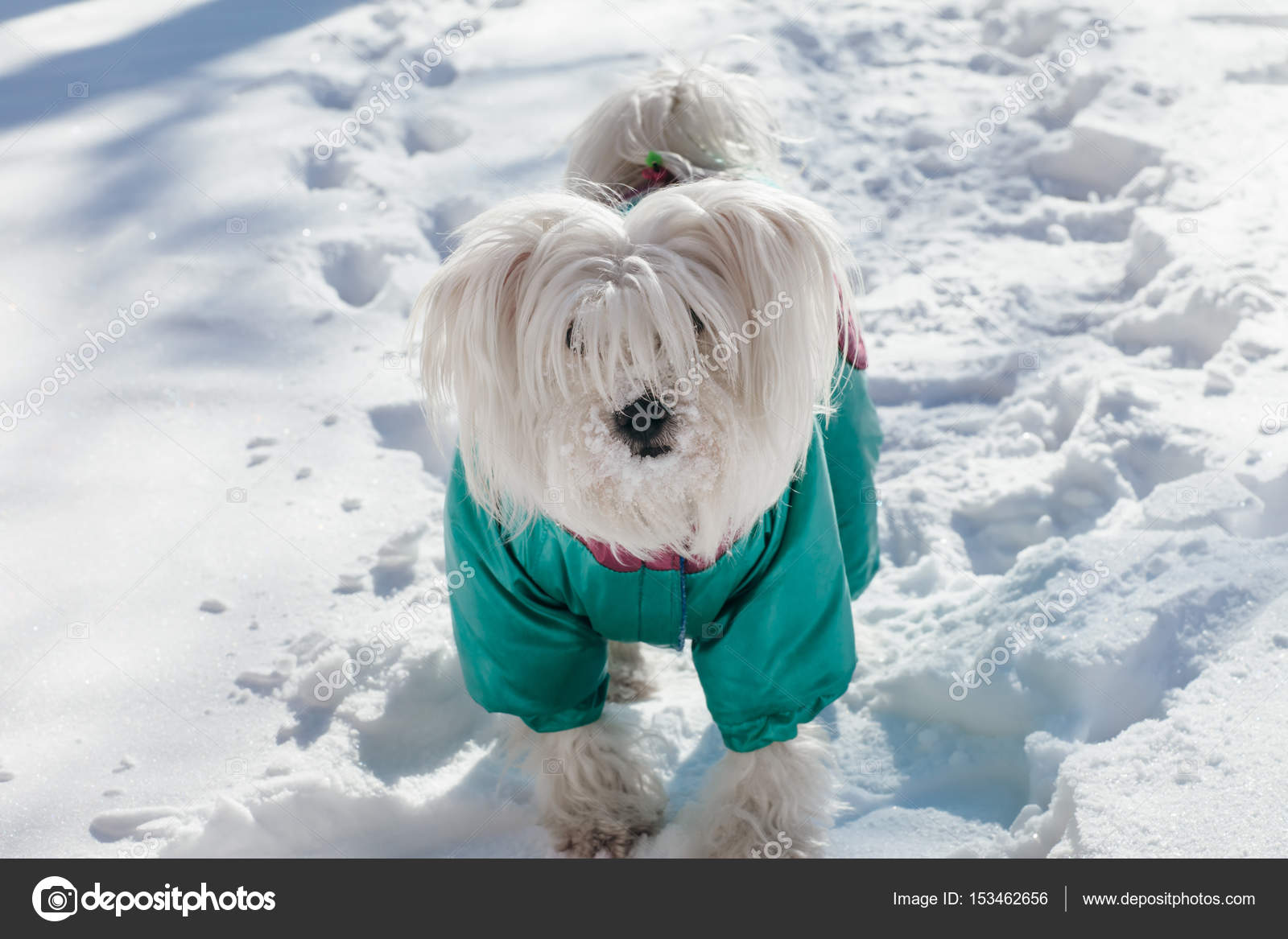 Hund im Wintermantel auf Schnee — Stockfoto © Gladkov 153462656