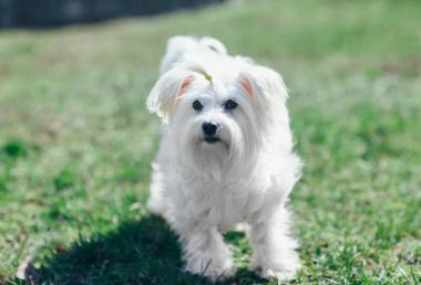 Sevimli beyaz köpek yürüyüş