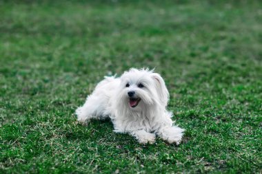 Tatlı beyaz köpeğe otların arasında oturan