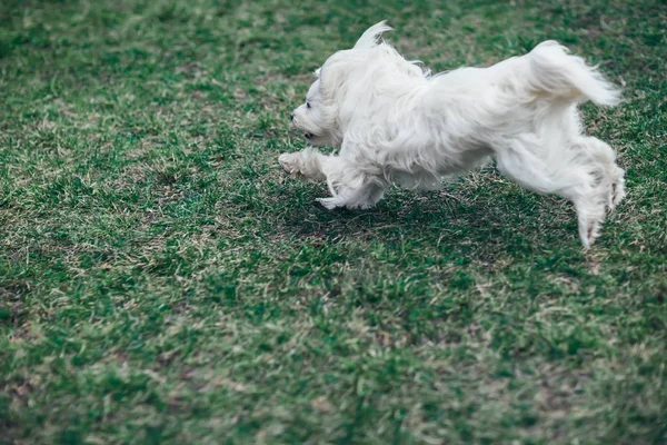 Weißer Hund läuft ins Freie — Stockfoto