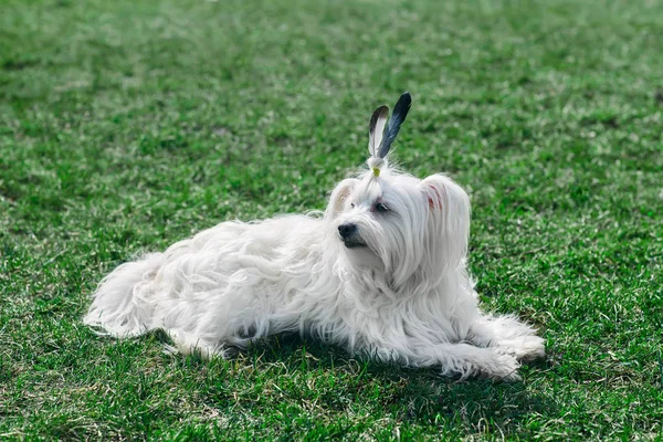 Divertido lindo perro con plumas como la India —  Fotos de Stock