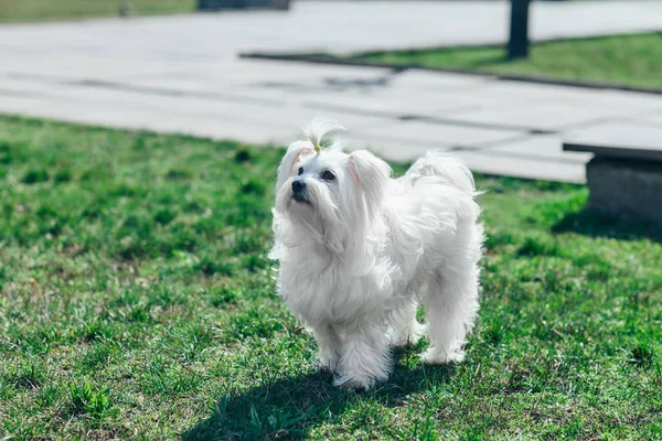 Hund im Gras spazieren — Stockfoto