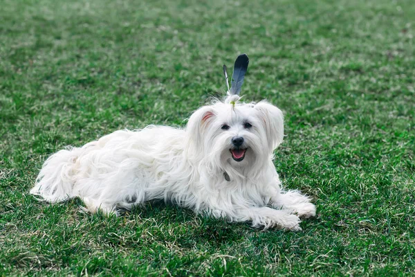 Cão engraçado bonito com pena como índio — Fotografia de Stock