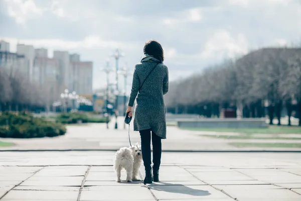 สุนัขน่ารักเดินในเมือง — ภาพถ่ายสต็อก