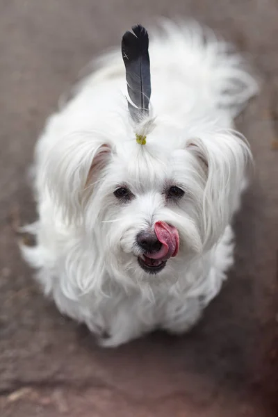 Divertido lindo retrato de perro con pluma —  Fotos de Stock