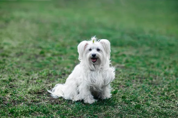 Anjing putih lucu duduk di rumput — Stok Foto