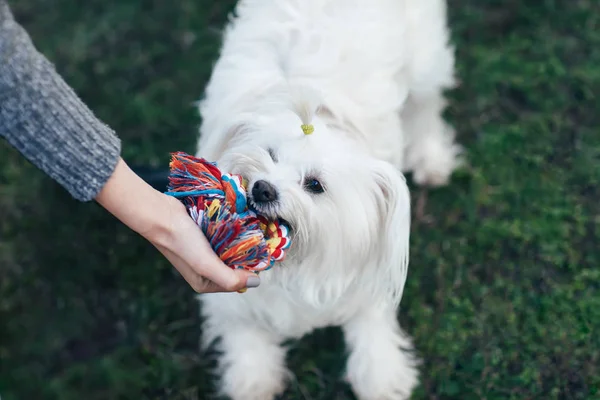 สุนัขปุยสีขาวเล่นกับของเล่นเชือกปม — ภาพถ่ายสต็อก