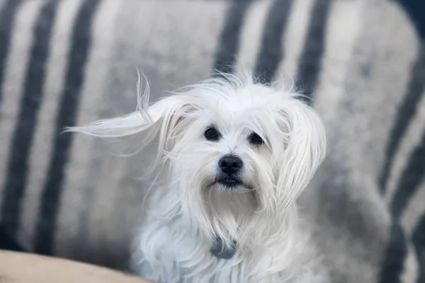 Gyönyörű, bolyhos, fehér kutya portré — Stock Fotó