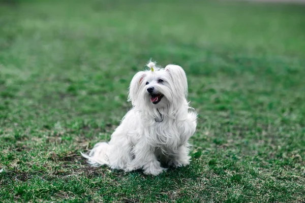 Söt vit hund sitter i gräset — Stockfoto