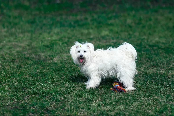 Sød hund leger udendørs med legetøj - Stock-foto