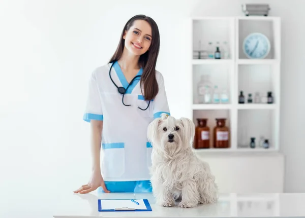 Smiling veterinarian doctor and cute dog — Stock Photo, Image