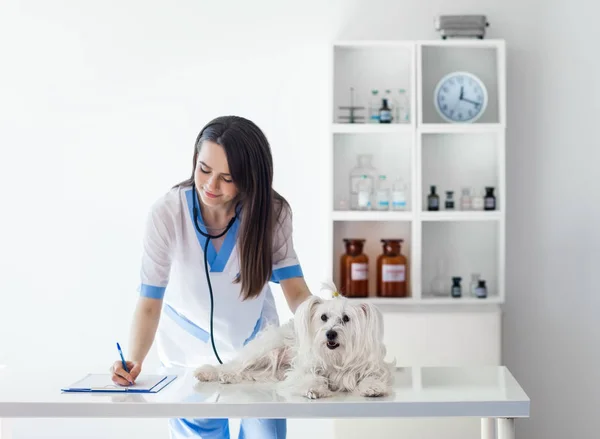 Médico veterinario que escribe prescripción —  Fotos de Stock