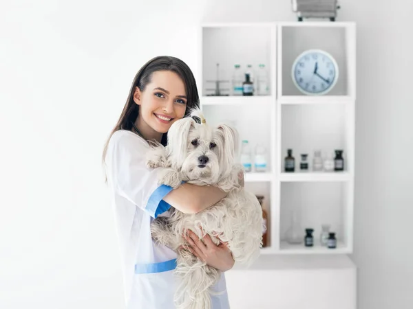 Veterinario médico celebración lindo perro —  Fotos de Stock