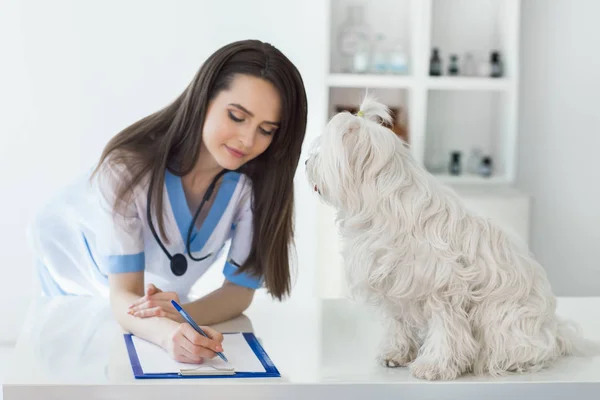 Médico veterinario que escribe prescripción — Foto de Stock