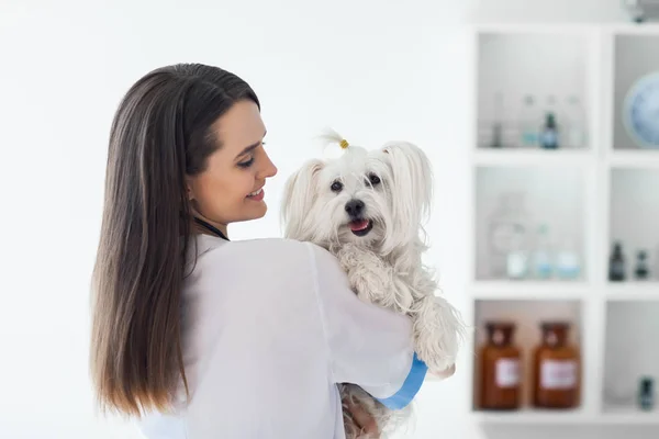 Veterinario médico celebración lindo perro —  Fotos de Stock