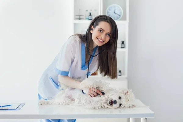 Læge, der undersøger hvid hund i klinikken - Stock-foto