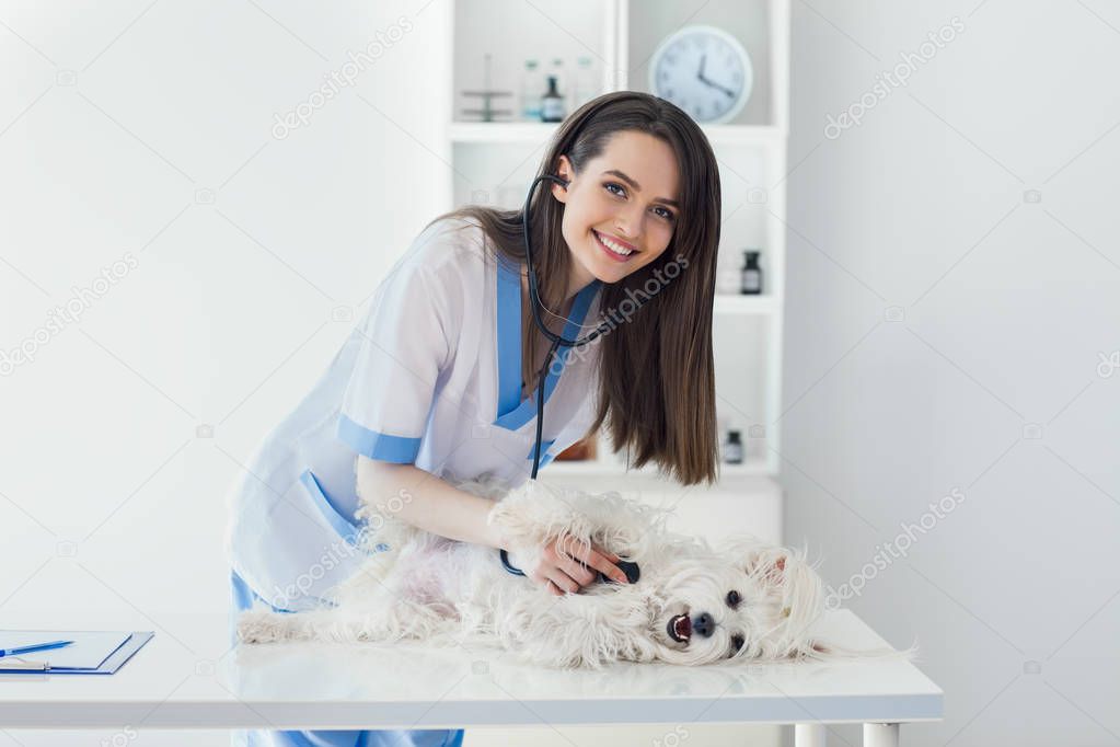 doctor examining white dog in clinic