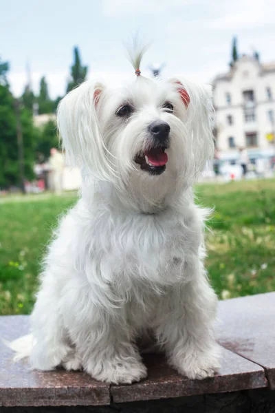 Anjing putih berbulu lucu. — Stok Foto