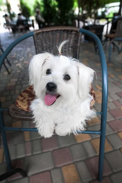 Niedlicher weißer Hund im Café — Stockfoto