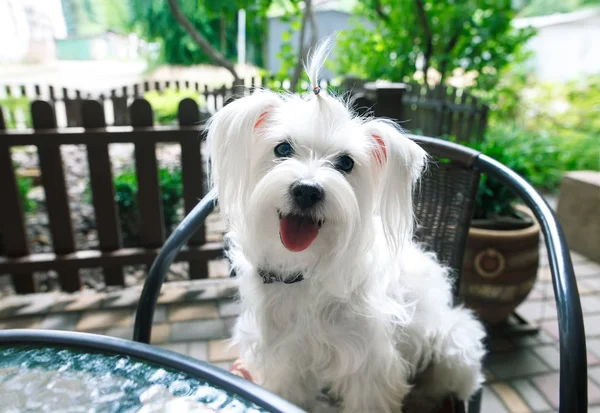 Schattige witte hond in café — Stockfoto