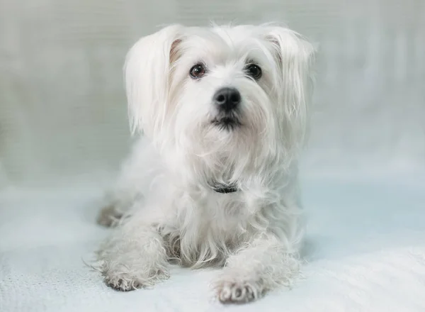 สุนัขขาวน่ารัก — ภาพถ่ายสต็อก