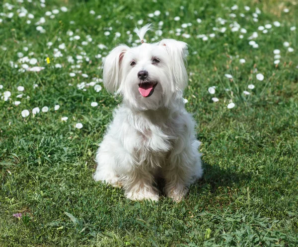 Cute puszysty biały pies na trawie — Zdjęcie stockowe