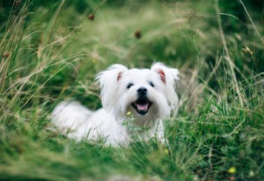 Kabarık beyaz köpek çim sahada portresi
