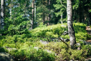 Bush, taşlar ve huş closeup ile vahşi doğa parçası. Doğal sakin manzara orman güneşli. Sakin, güneşli manzara manzara. Doğa arka plan