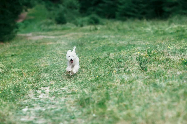 Retrato Perro Blanco Corriendo Campo Verde Hacia Cámara Pequeña Mascota —  Fotos de Stock