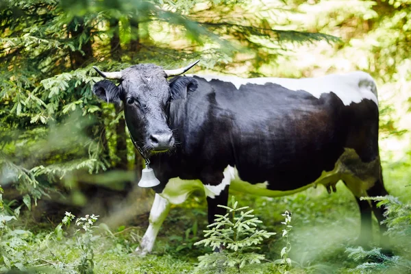 Krowę Dzwonkiem Gąszcz Lasu Szczelnie Góry Rogatego Zwierzęcia Został Utracony — Zdjęcie stockowe