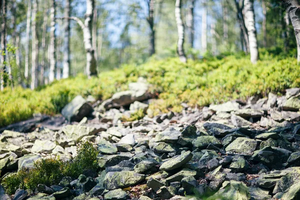 Piece of wild nature with bush, stones and birch closeup. Natural calm landscape in forest on sunny day. Serene, sunny scenic landscape. Nature background