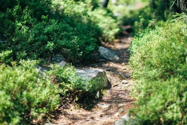 Path Stones Bushes Forest Close Stony Road Wood Greenery Piece — Stock Photo, Image