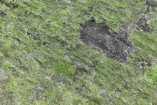 Green Moss Stone Background Nature — Stock Photo, Image