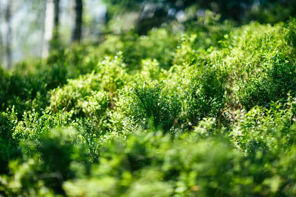 森林里的绿灌木 野生植物茂密的灌木丛 风景如画的绿叶 前景在焦点 自然背景 — 图库照片